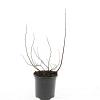 Spiraea betulifolia 'Tor' Pot 1,5 liter