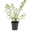 Spiraea betulifolia 'Tor' Pot 1,5 liter