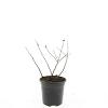 Spiraea betulifolia 'Tor' Pot 1,5 liter