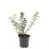 Spiraea betulifolia 'Tor' Pot 1,5 liter