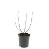 Spiraea betulifolia 'Tor' Pot 1,5 liter