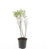 Spiraea billardii Pot 1,5 liter