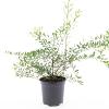 Spiraea cinerea 'Grefsheim' Pot 1,5 liter
