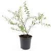 Spiraea cinerea 'Grefsheim' Pot 1,5 liter
