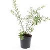 Spiraea cinerea 'Grefsheim' Pot 1,5 liter