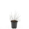 Spiraea decumbens Pot 1,5 liter