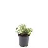Spiraea decumbens Pot 1,5 liter