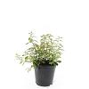 Spiraea decumbens Pot 1,5 liter