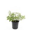 Spiraea decumbens Pot 1,5 liter