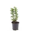 Spiraea densiflora Pot 1,5 liter