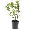 Spiraea densiflora Pot 1,5 liter