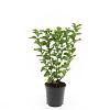 Spiraea densiflora Pot 1,5 liter