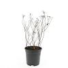 Spiraea jap. 'Anthony Waterer' Pot 1,5 liter