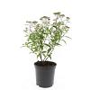 Spiraea jap. 'Anthony Waterer' Pot 1,5 liter
