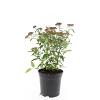 Spiraea jap. 'Anthony Waterer' Pot 1,5 liter