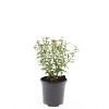 Spiraea jap. 'Anthony Waterer' Pot 1,5 liter