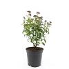 Spiraea jap. 'Crispa' Pot 1,5 liter