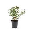Spiraea jap. 'Crispa' Pot 1,5 liter