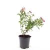 Spiraea jap. 'Crispa' Pot 1,5 liter