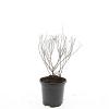 Spiraea jap. 'Crispa' Pot 1,5 liter