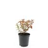 Spiraea jap. 'Firelight' Pot 1,5 liter