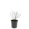 Spiraea jap. 'Firelight' Pot 1,5 liter