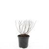Spiraea jap. 'Firelight' Pot 1,5 liter