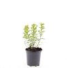 Spiraea jap. 'Firelight' Pot 1,5 liter