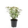 Spiraea jap. 'Genpei' Pot 1,5 liter