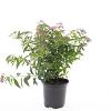 Spiraea jap. 'Genpei' Pot 1,5 liter
