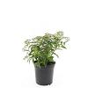 Spiraea jap. 'Genpei' Pot 1,5 liter