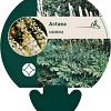 Actaea racemosa Pot 9 cm