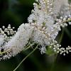 Actaea racemosa Pot 9 cm