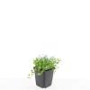 Isotoma fluviatilis Pot 9 cm