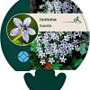 Isotoma fluviatilis Pot 9 cm