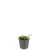 Isotoma fluviatilis Pot 9 cm