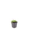 Isotoma fluviatilis Pot 9 cm