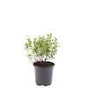 Spiraea jap. 'Little Princess' Pot 1,5 liter