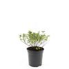 Spiraea jap. 'Little Princess' Pot 1,5 liter