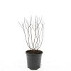 Spiraea jap. 'Manon' Pot 1,5 liter