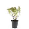 Spiraea jap. 'Manon' Pot 1,5 liter