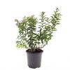 Spiraea jap. 'Manon' Pot 1,5 liter