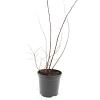 Spiraea jap. 'Odensala' Pot 1,5 liter