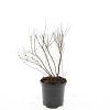 Spiraea thunbergii Pot 1,5 liter