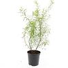 Spiraea thunbergii Pot 1,5 liter