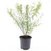 Spiraea thunbergii Pot 1,5 liter
