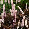 Actaea simp. 'Black Negligee' Pot 9 cm