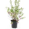 Symphoricarpos Magical Candy Pot 1,5 liter