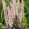 Actaea simp. 'Pink Spike' Pot 9 cm