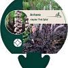 Actaea simp. 'Pink Spike' Pot 9 cm